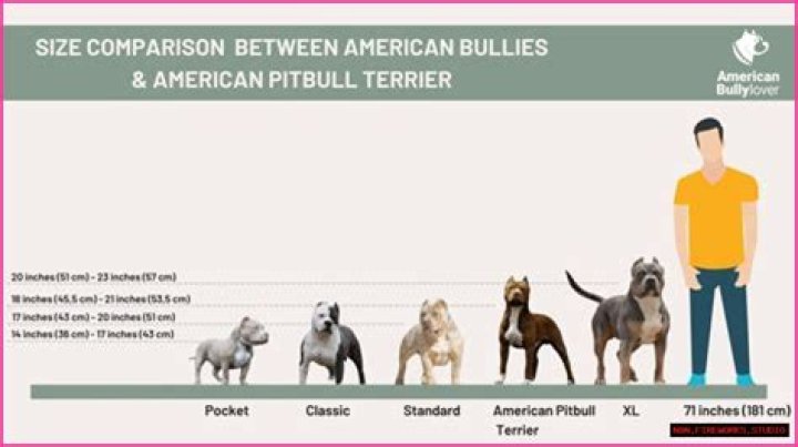 The Ultimate Guide: Pitbull Height - Explained And Explored