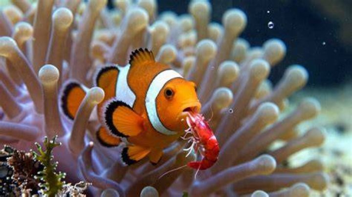 What Does Ocellaris Clownfish Eat Printable Templates vrogue.co
